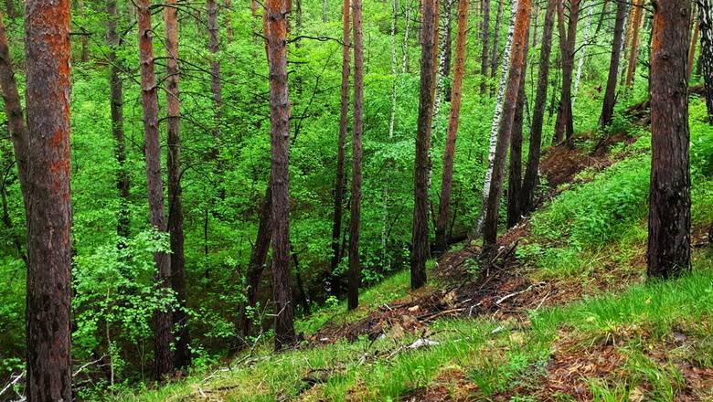 В городских лесах Тюмени наведут порядок - nashgorod.ru - Тюмень