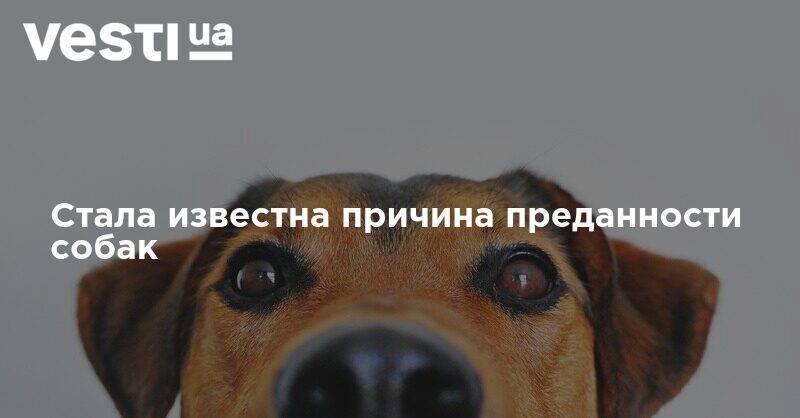 Стала известна причина преданности собак - vesti.ua - шт. Аризона