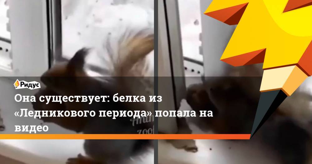 Она существует: белка из «Ледникового периода» попала на видео - ridus.ru