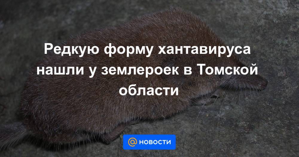 Редкую форму хантавируса нашли у землероек в Томской области - news.mail.ru - Томск - Томская обл.