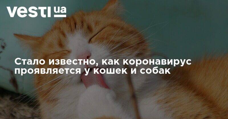Стало известно, как коронавирус проявляется у кошек и собак - vesti.ua