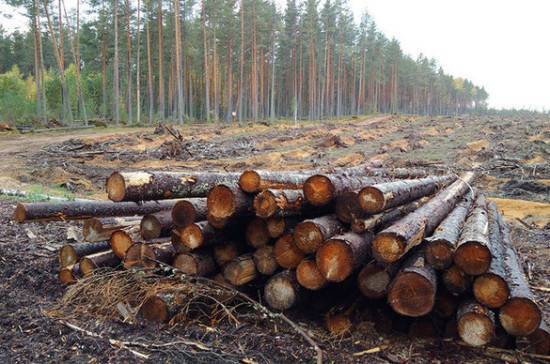 Сенаторы предложили упростить вырубку лесов на территории аэропортов - pnp.ru