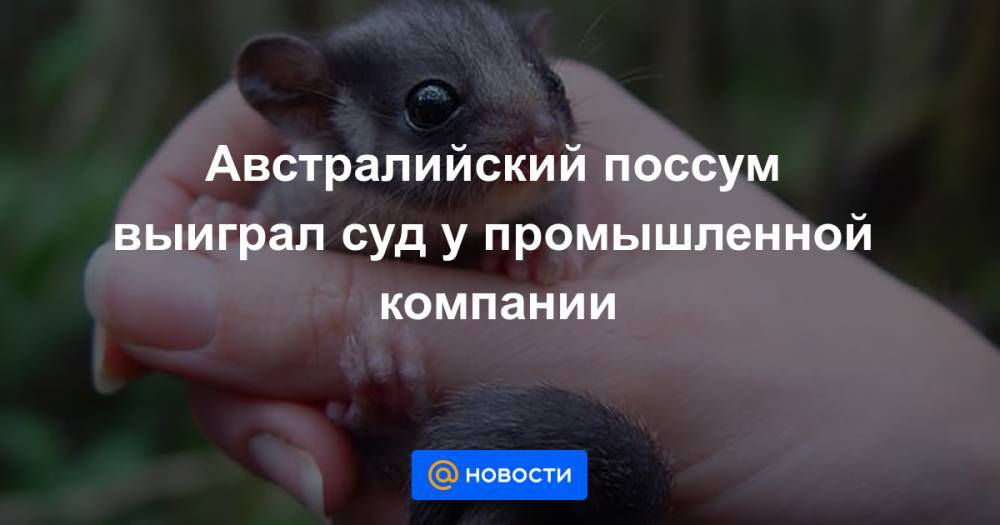 Екатерина Гура - Австралийский поссум выиграл суд у промышленной компании - news.mail.ru