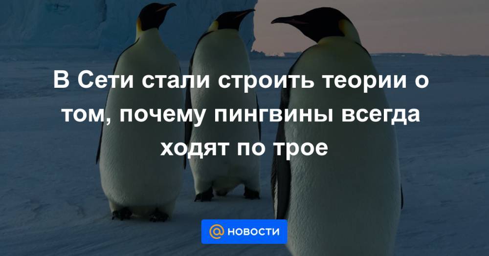 Екатерина Гура - В Сети стали строить теории о том, почему пингвины всегда ходят по трое - news.mail.ru - Санкт-Петербург - Антарктида