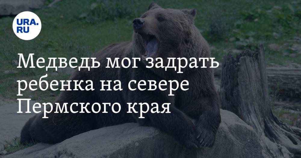 Медведь мог задрать ребенка на севере Пермского края. Возбуждено дело об убийстве - ura.news - Пермский край