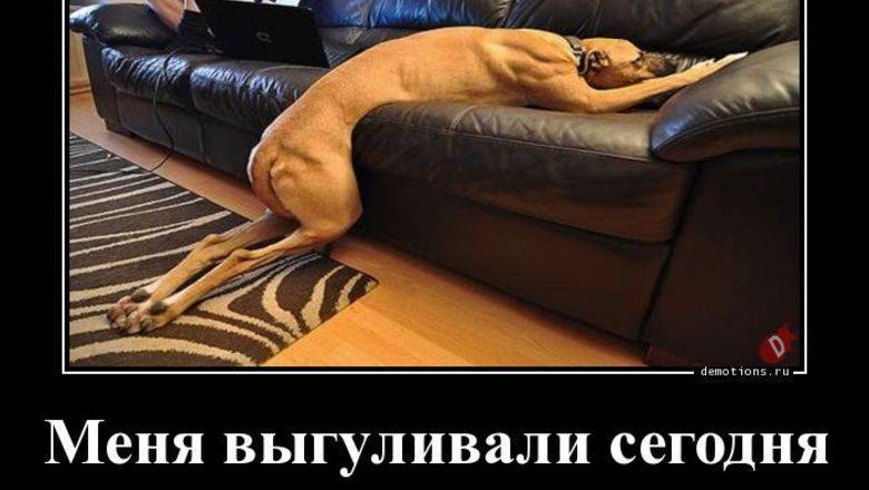Один пашет, семеро на карантине пляшут. Новые времена рождают новые поговорки - newizv.ru