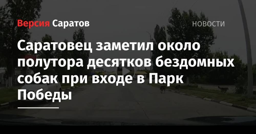 Вячеслав Володин - Саратовец заметил около полутора десятков бездомных собак при входе в Парк Победы - nversia.ru - Россия - Саратов - район Саратова