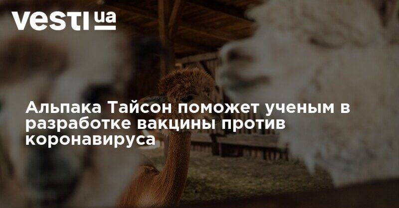Альпака Тайсон поможет ученым в разработке вакцины против коронавируса - vesti.ua - Германия
