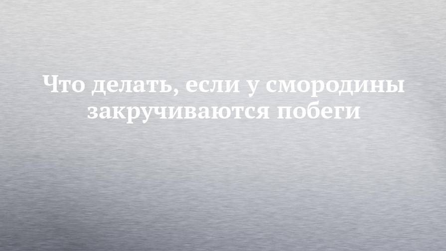 Что делать, если у смородины закручиваются побеги - chelny-izvest.ru