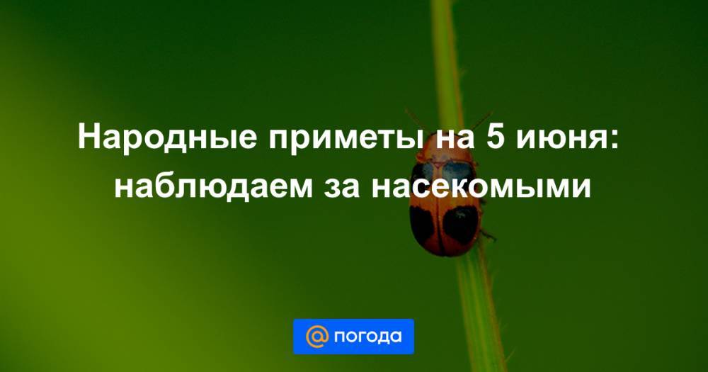 Екатерина Гура - Народные приметы на 5 июня: наблюдаем за насекомыми - news.mail.ru