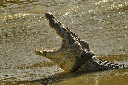 Крокодил утащил мужчину на глазах у его отца - lenta.ru - Indonesia