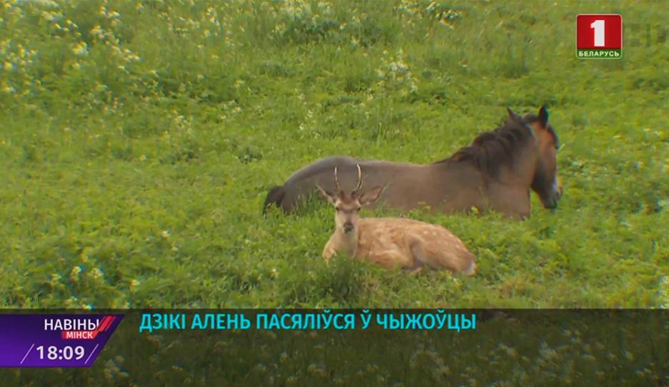 Дикий олень поселился в Чижовке - tvr.by - Минск