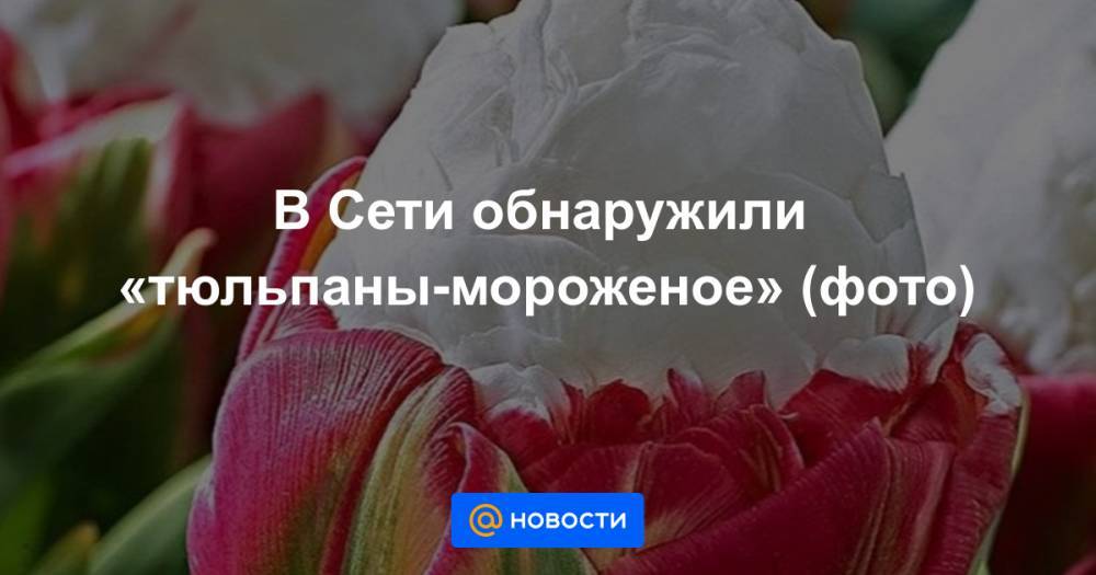 Анна Лысенко - В Сети обнаружили «тюльпаны-мороженое» (фото) - news.mail.ru