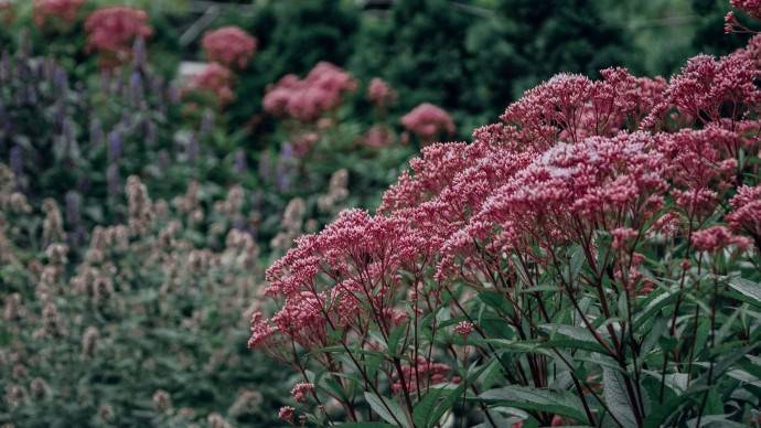 «Цветочный джем» запускает серию онлайн-мероприятий - parkseason.ru - Новости