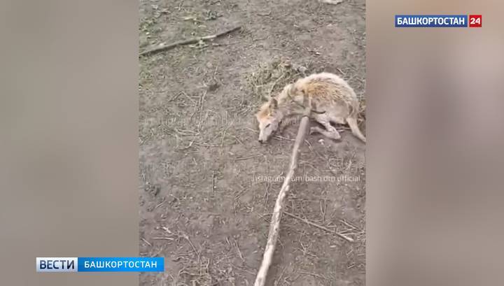 Чупакабра возвращается: жители башкирской деревни поймали страшного зверя - vesti.ru - Башкирия - Благовещенск