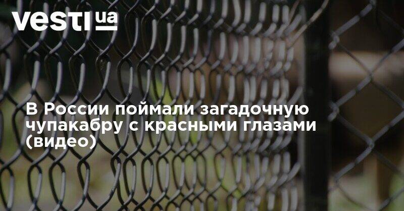 В России поймали загадочную чупакабру с красными глазами (видео) - vesti.ua - Россия - Украина - Мариуполь - Пуэрто-Рико - Нападение