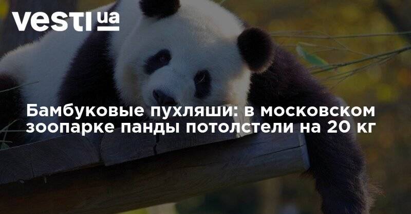 Бамбуковые пухляши: в московском зоопарке панды потолстели на 20 кг - vesti.ua - Москва - Китай - Гонконг