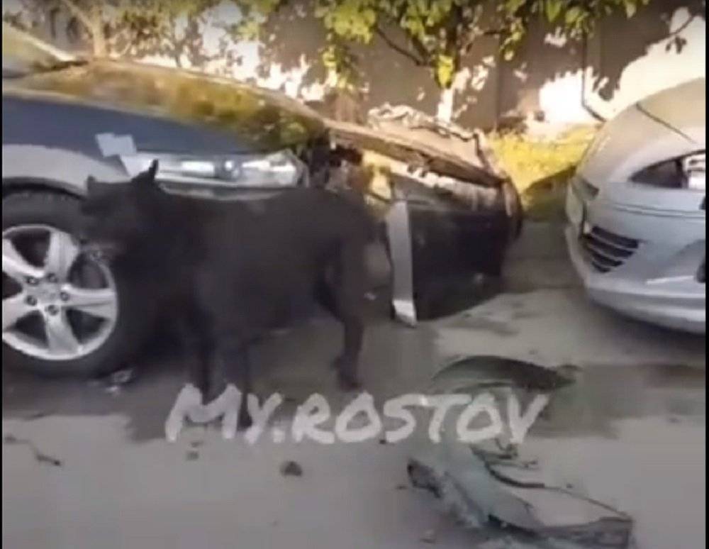 Бродячие собаки разворотили морду у Хонды в Ростове - privet-rostov.ru - Ростов-На-Дону