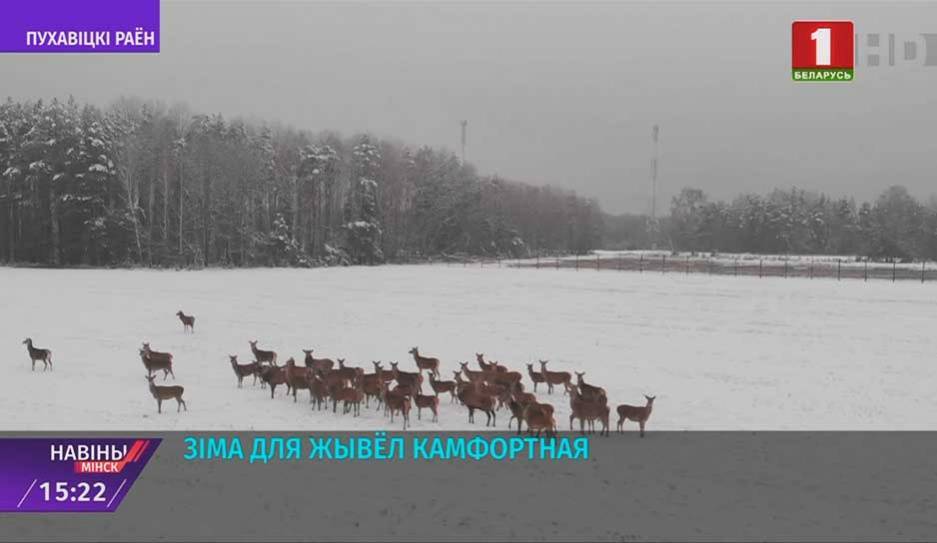 Полсотни благородных оленей поселились в Пуховичском районе - tvr.by - район Пуховичский