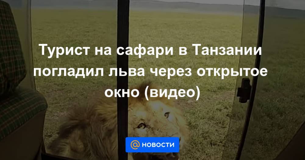 Екатерина Гура - Турист на сафари в Танзании погладил льва через открытое окно (видео) - news.mail.ru - Танзания