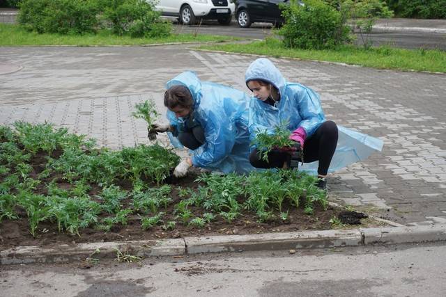 В Сыктывкаре приступили к оформлению цветников - komiinform.ru - респ. Коми - Сыктывкар