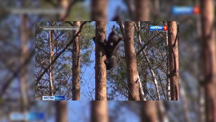 Медвежата из тверского приюта показали мастерство промышленных альпинистов - vesti.ru - Тверь
