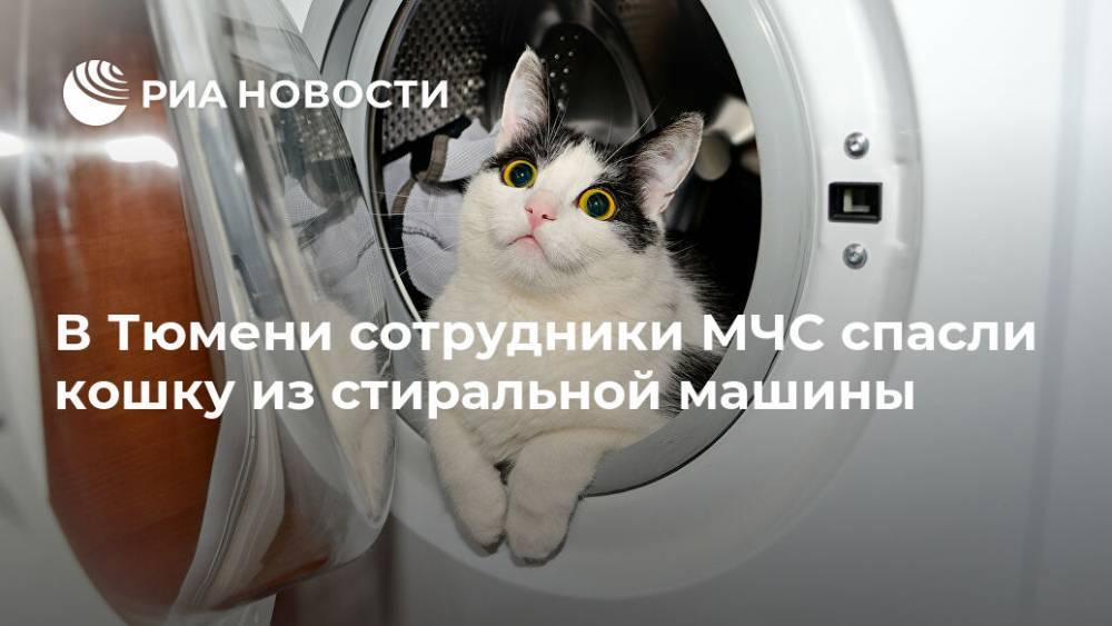 В Тюмени сотрудники МЧС спасли кошку из стиральной машины - ria.ru - Екатеринбург - Тюмень