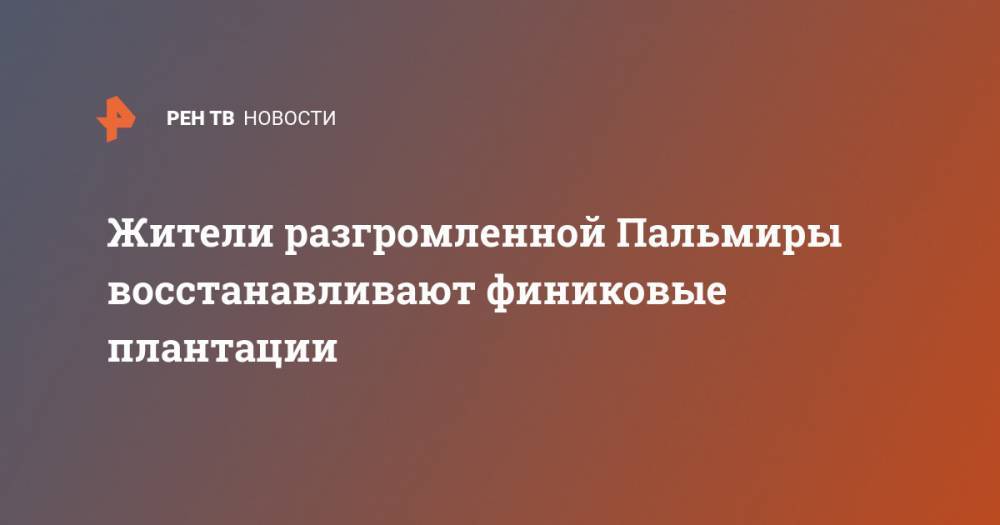 Жители разгромленной Пальмиры восстанавливают финиковые плантации - ren.tv