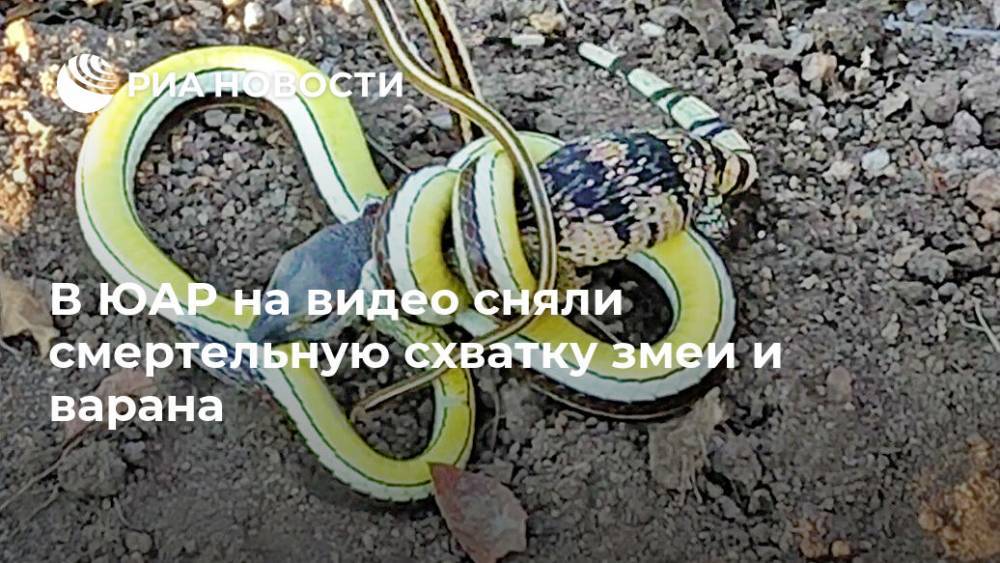 В ЮАР на видео сняли смертельную схватку змеи и варана - ria.ru - Москва - Юар