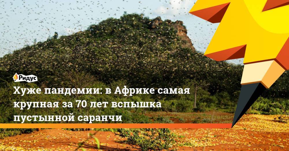 Хуже пандемии: в Африке самая крупная за 70 лет вспышка пустынной саранчи - ridus.ru - Индия - Пакистан
