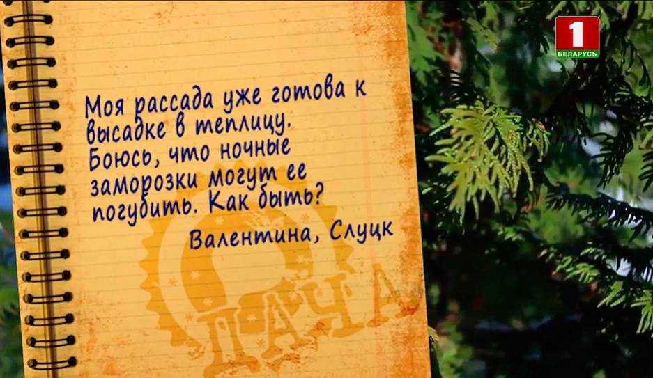 Дачные вопросы. Как пластиковые бутылки защитят рассаду от холода. Мульчирование вместо прополки - tvr.by - Слуцк