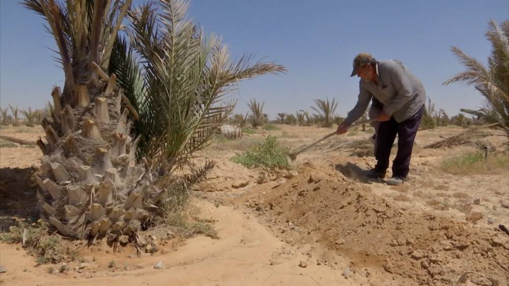 В сирийской Пальмире восстановили подачу воды на финиковые плантации - tvc.ru - Сирия - Пальмира