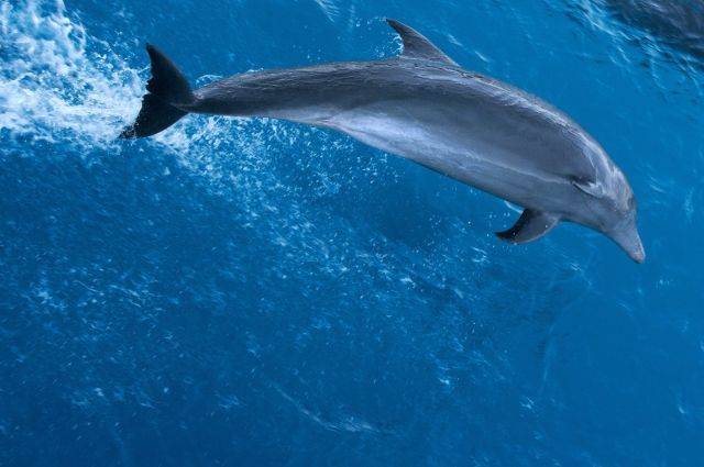 У берегов Приморья спасли редкого серого дельфина - aif.ru - Приморье край