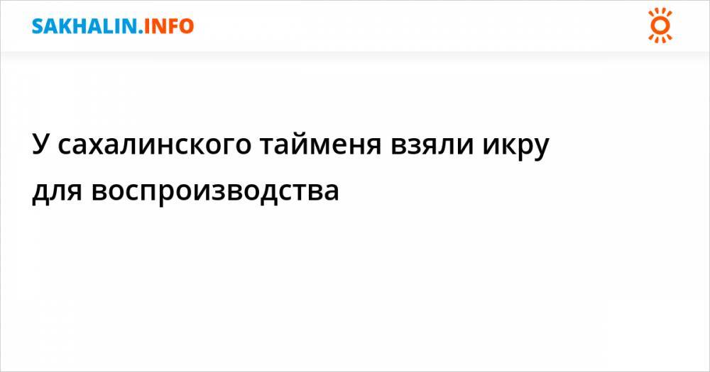 У сахалинского тайменя взяли икру для воспроизводства - sakhalin.info - Охотск