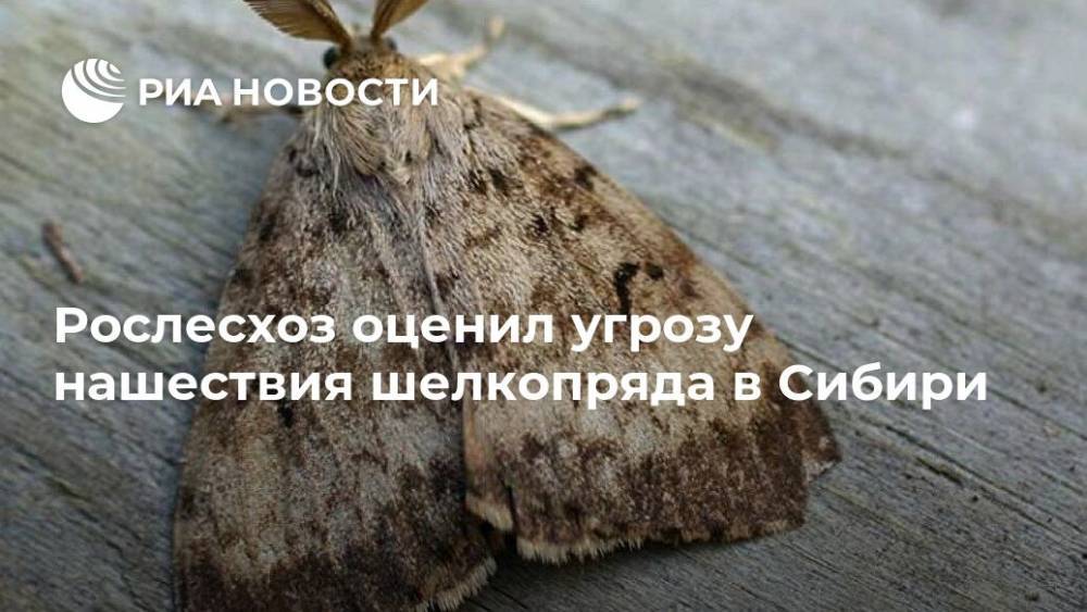 Рослесхоз оценил угрозу нашествия шелкопряда в Сибири - ria.ru - Москва - респ. Саха