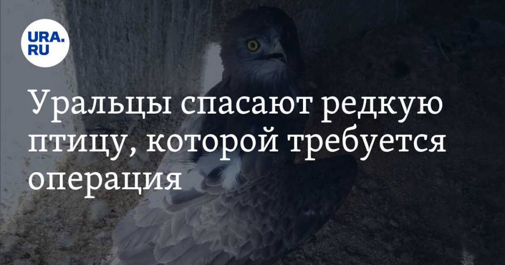 Уральцы спасают редкую птицу, которой требуется операция. ФОТО, ВИДЕО - ura.news - Россия - Башкирия - Уфа - Свердловская обл. - Ташкент