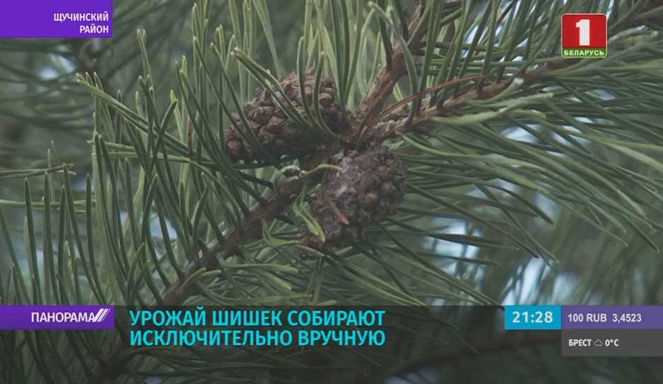 В Беларуси стартовал сезон заготовки шишек - tvr.by - Белоруссия - район Щучинский