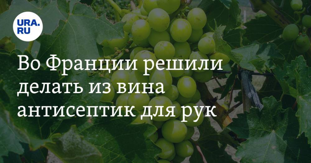 Н.И.Пирогов - Андрей Продеус - Во Франции решили делать из вина антисептик для рук - ura.news - Москва - Франция