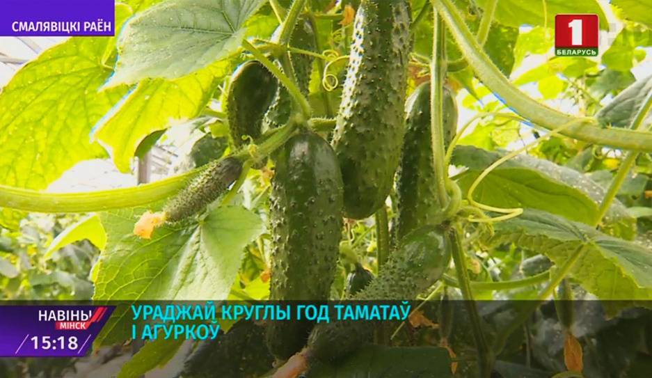 В Смолевичском районе впервые занялись выращиванием лимонов - tvr.by - Санкт-Петербург - район Смолевичский