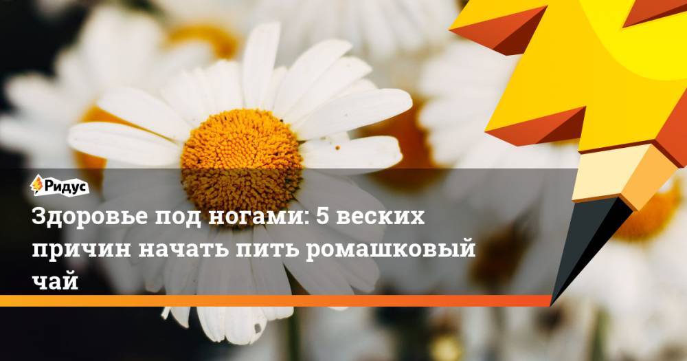 Здоровье под ногами: 5 веских причин начать пить ромашковый чай - ridus.ru