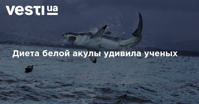 Диета белой акулы удивила ученых - vesti.ua - county Frontier