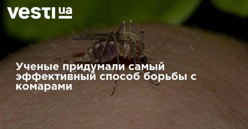 Ученые придумали самый эффективный способ борьбы с комарами - vesti.ua