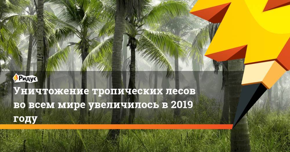 Уничтожение тропических лесов во всем мире увеличилось в 2019 году - ridus.ru - Швейцария
