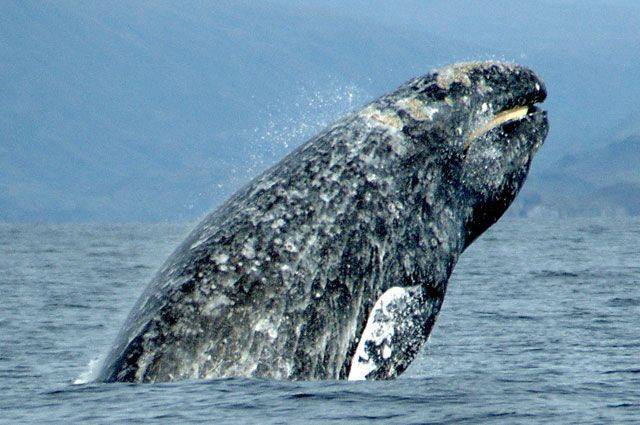 Популяция серых китов у берегов Сахалина за 25 лет выросла вдвое - aif.ru - Сахалин