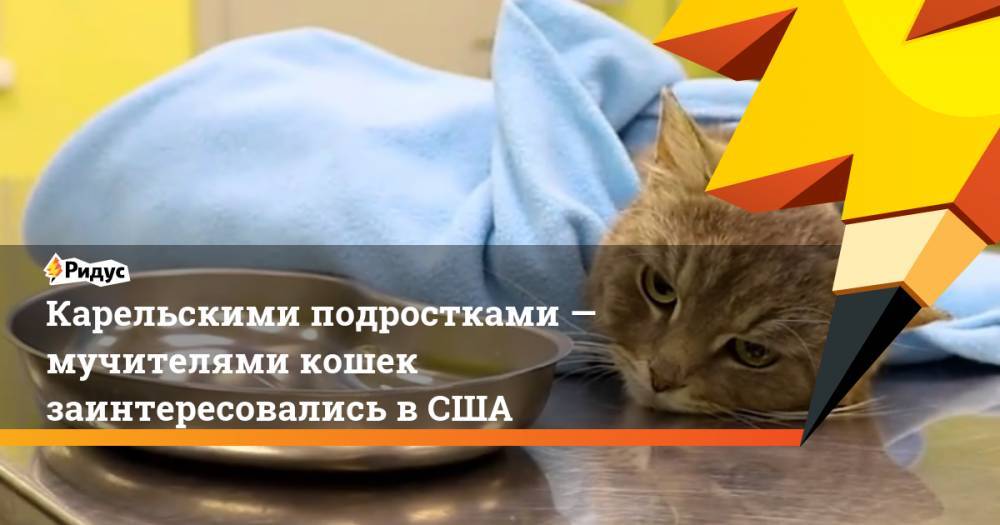Карельскими подростками— мучителями кошек заинтересовались вСША - ridus.ru - Карелия