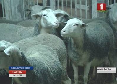 В Борисовском районе развивают молочное овцеводство - tvr.by - Греция