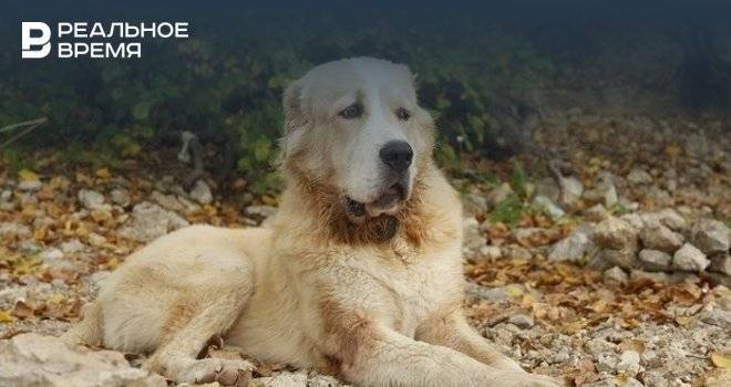 Прокуратура РТ потребовала наказать хозяина алабаев, напавших на лабрадора в Казани - realnoevremya.ru - респ. Татарстан - Казань - район Лаишевский