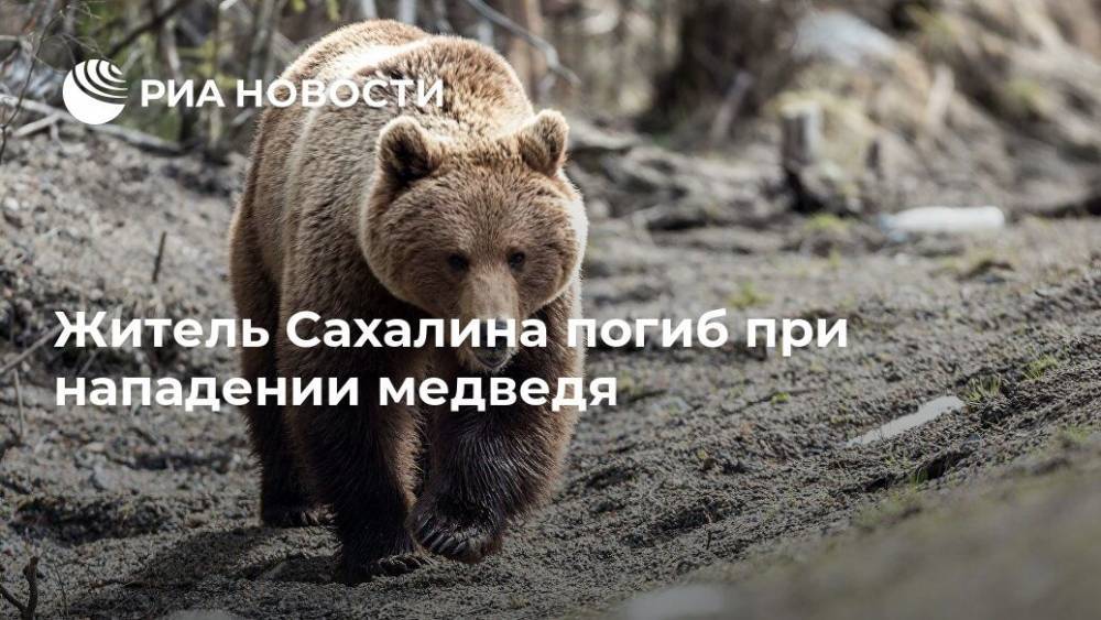 Житель Сахалина погиб при нападении медведя - ria.ru - Южно-Сахалинск - Сахалин