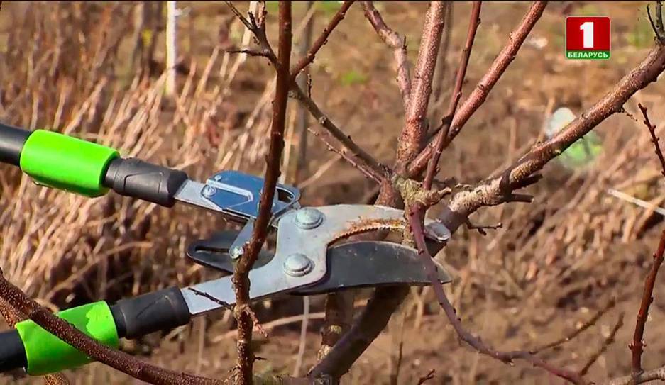 Обрезка абрикоса. Советы потомственного садовода - tvr.by - Белоруссия