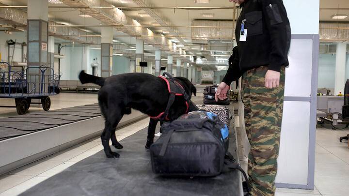 Служебных собак планируют использовать для охраны объектов транспортной инфраструктуры - ru-bezh.ru - Россия - Минтранс
